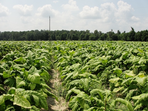Learn about issues facing farm workers in the USA