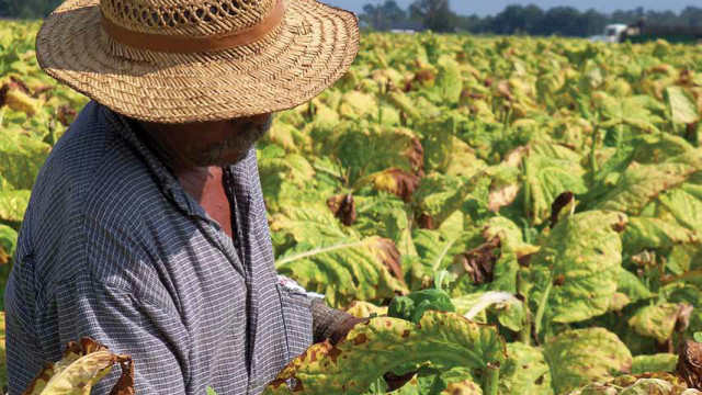 Photo of a tobacco worker featured in Oxfams "A State of Fear" report.