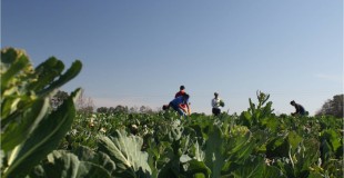 field and worker