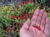 Campesino Garden5