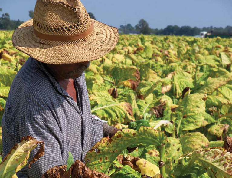 Photo of a tobacco worker featured in Oxfams "A State of Fear" report.