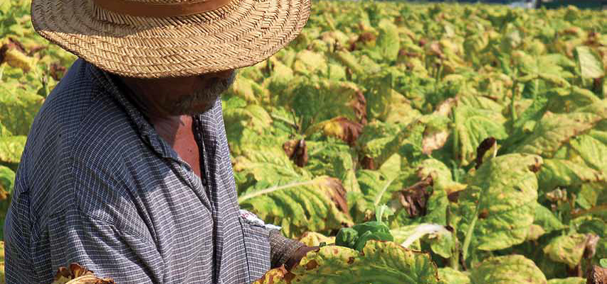 Photo of a tobacco worker featured in Oxfams "A State of Fear" report.