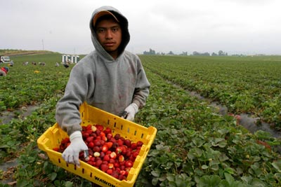 Mixtec Immigrant Picking Strawberries farm worker fields