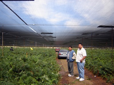 fern fields