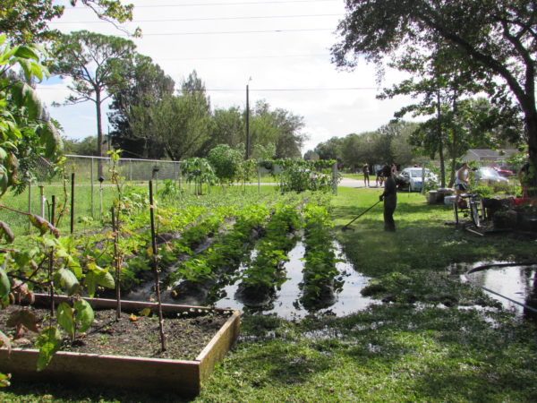 Garden