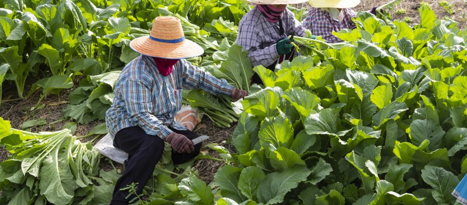 Farmers in the countryside are collecting green vegetables from the farm to prepare for delivery. organic-free vegetable concept.