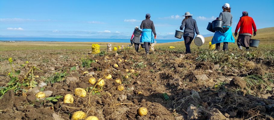 Farmers walk in a field under a blue sky