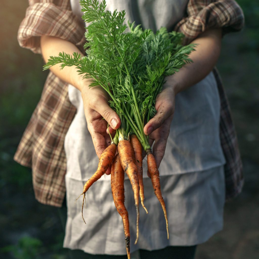 A Farm Worker holding carrots in her hands