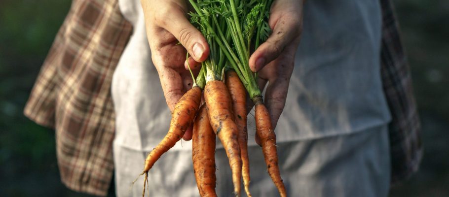 A Farm Worker holding carrots in her hands