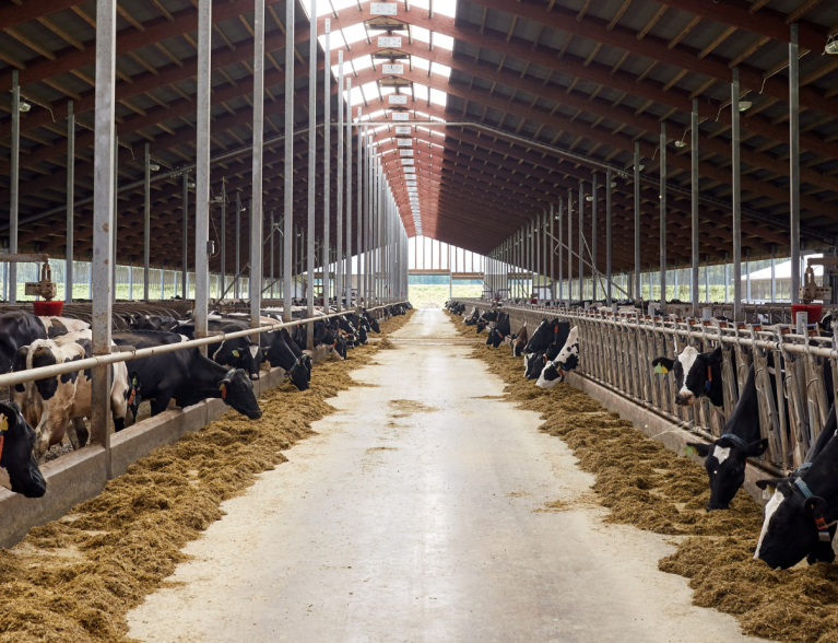 Rows of cows in milking barn