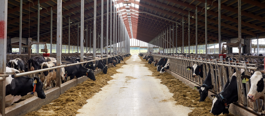 Rows of cows in milking barn