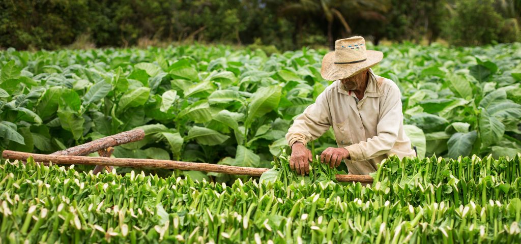 Tobacco Farmer
