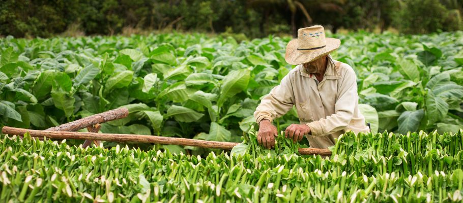 Tobacco Farmer