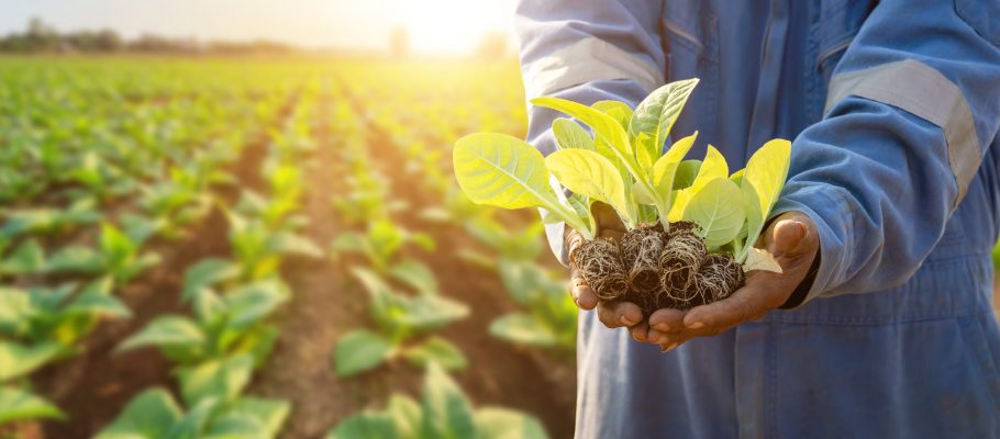 Hand of agriculturist holding young of green tobacco in the field.