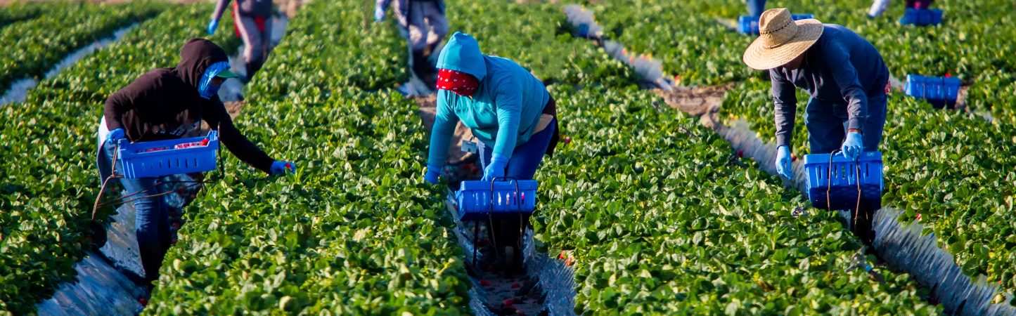 Farm workers picking strawberries on cold sunny morning