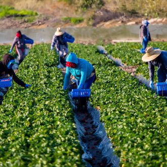 Farm workers picking strawberries on cold sunny morning