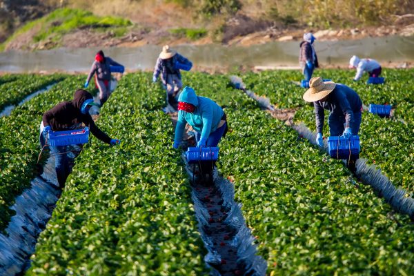 Farm workers picking strawberries on cold sunny morning