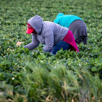 Female,Farm,Workers,Picking,Strawberry,Field,Bundled,In,Sweaters,And