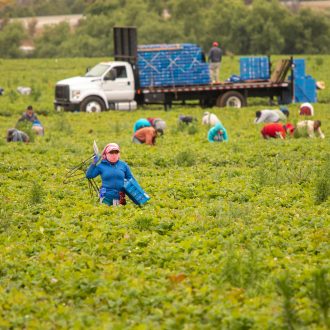 Migrant,Workers,Picking,Strawberries,In,A,Field, a,Pallet,Truck