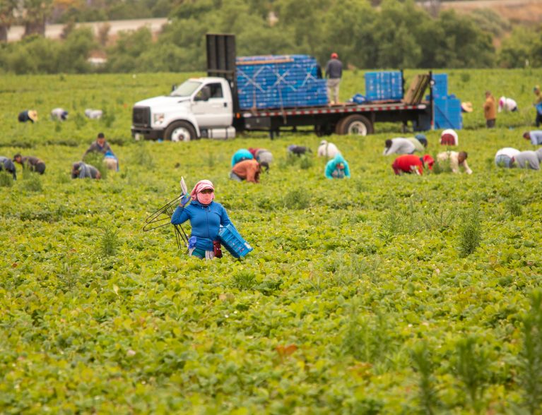 Migrant,Workers,Picking,Strawberries,In,A,Field, a,Pallet,Truck