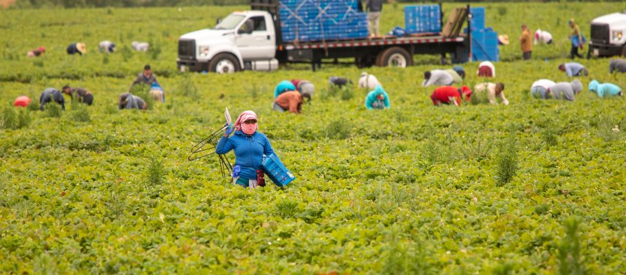 Migrant,Workers,Picking,Strawberries,In,A,Field, a,Pallet,Truck