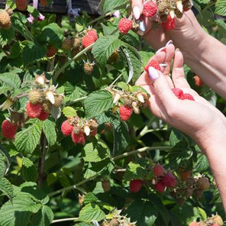 Sexual violence is a pervasive threat for female farm workers heres how the US could reduce their risk