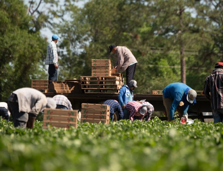 Farm Workers Picking Strawberries USDA Photo Credit