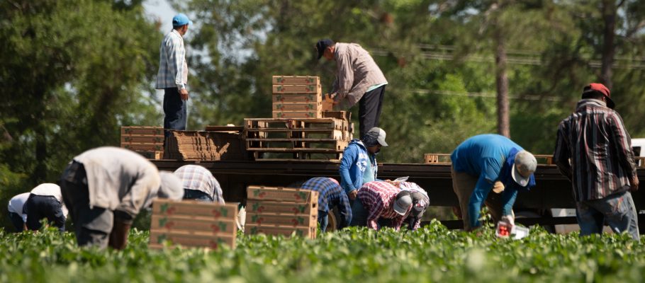 Farm Workers Picking Strawberries USDA Photo Credit