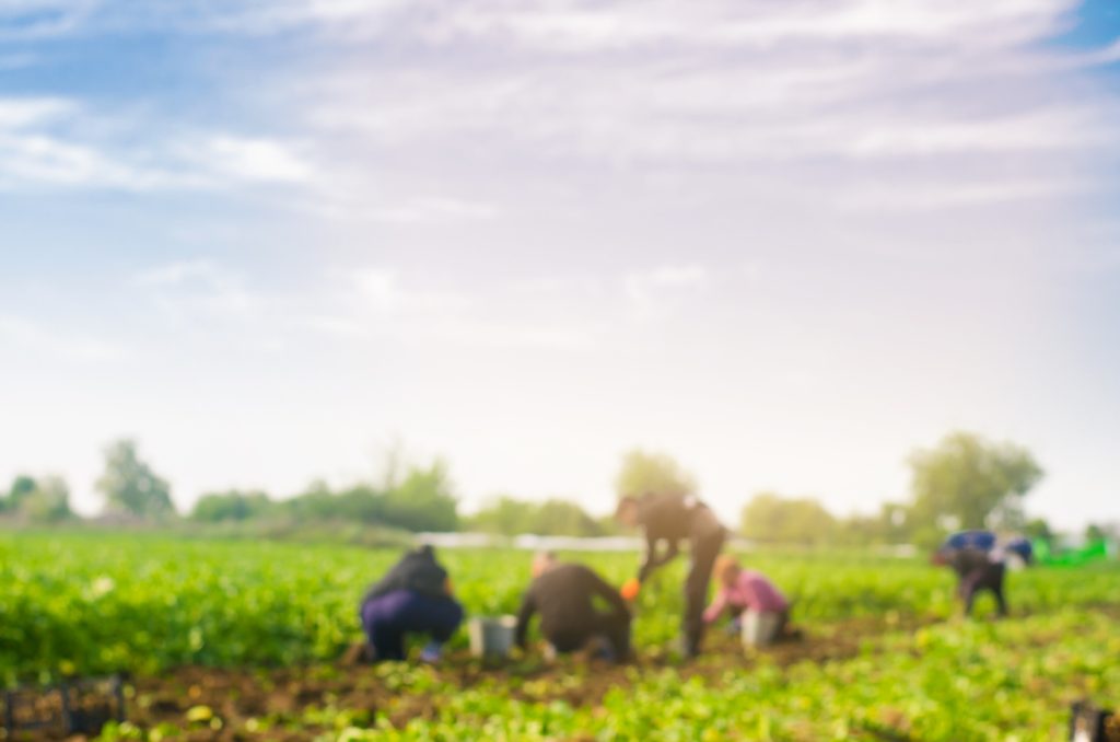 Workers,Work,On,The,Field,,Harvesting,,Manual,Labor,,Farming,,Agriculture,