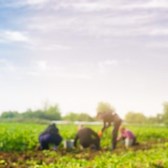 Workers,Work,On,The,Field,,Harvesting,,Manual,Labor,,Farming,,Agriculture,