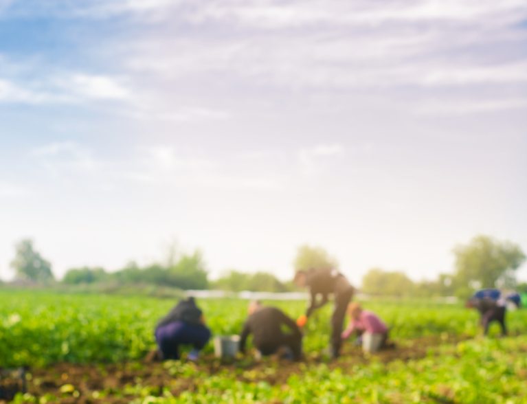 Workers,Work,On,The,Field,,Harvesting,,Manual,Labor,,Farming,,Agriculture,